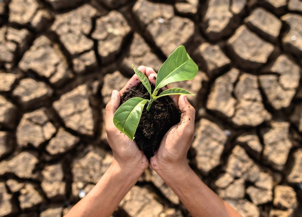boy-are-stand-holding-seedlings-are-dry-land-warming-world