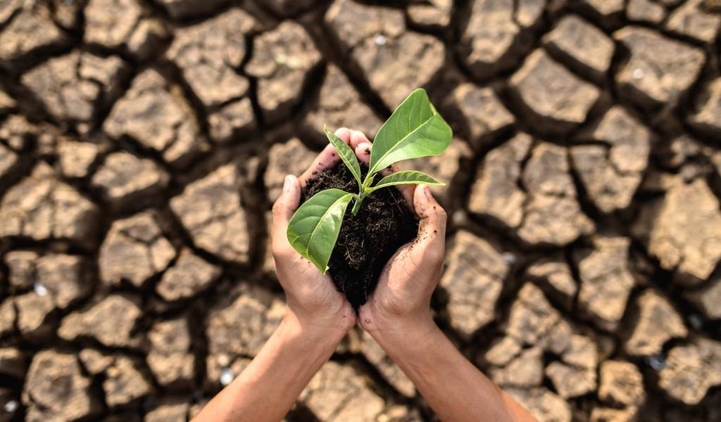 boy-are-stand-holding-seedlings-are-dry-land-warming-world