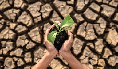 boy-are-stand-holding-seedlings-are-dry-land-warming-world