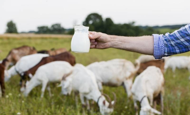 close-up-milk-from-goats