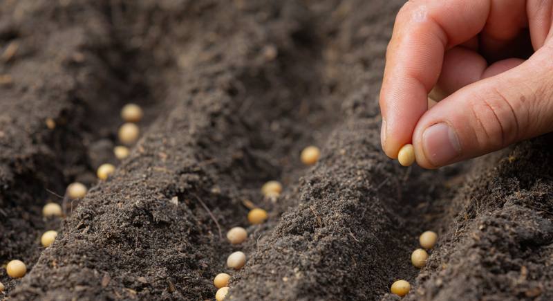 close-up-picture-hand-holding-planting-seed-plant