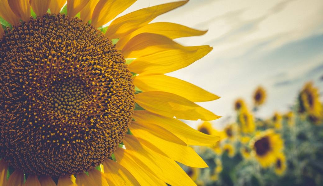 close-up-sunflower