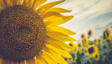 close-up-sunflower