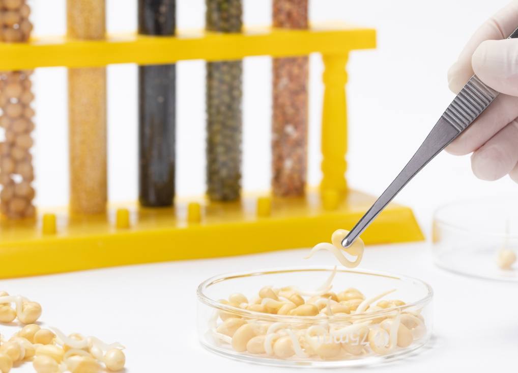 closeup-scientist-analyzing-peas-toxic-substances-with-tweezers-laboratory