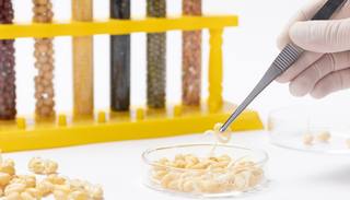 closeup-scientist-analyzing-peas-toxic-substances-with-tweezers-laboratory