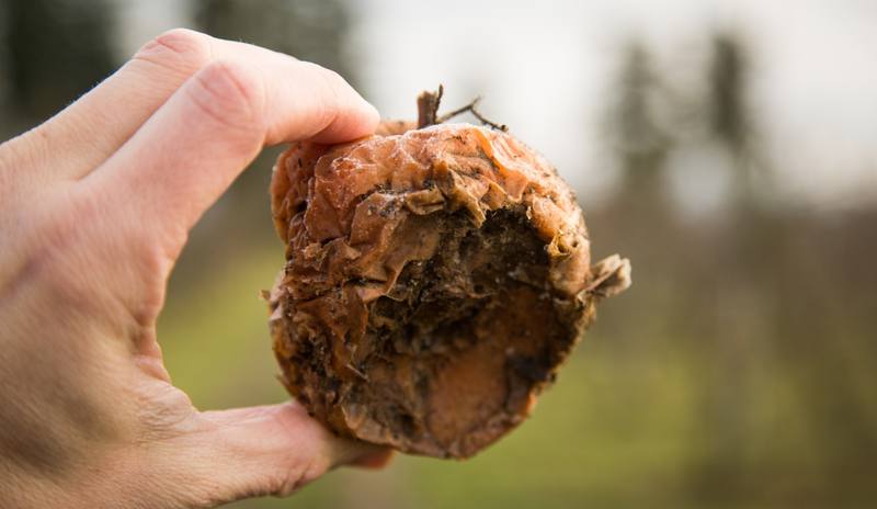 closeup-shot-person-holding-rotten-apple-field-with-blurry
