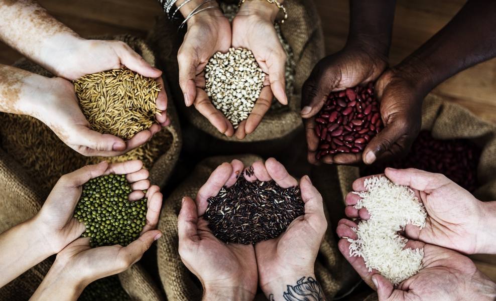 hands-holding-fresh-grain-harvest