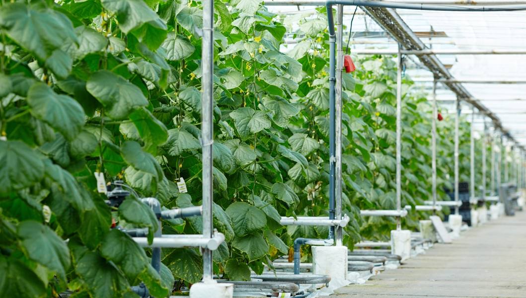plantation-cucumbers