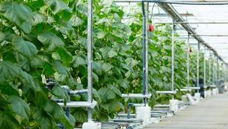 plantation-cucumbers