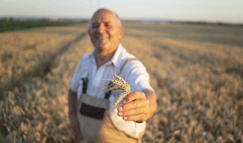 portrait-successful-senior-farmer-agronomist-standing-wheat-field-holding-wheat-crops