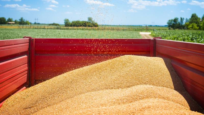 tractor-trailer-full-wheat-seeds-field