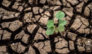 trees-grown-dry-cracked-dry-soil-dry-season-global-warming