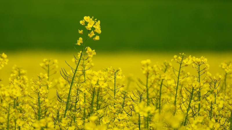 wide-angle-shot-variety-yellow-flowers-field