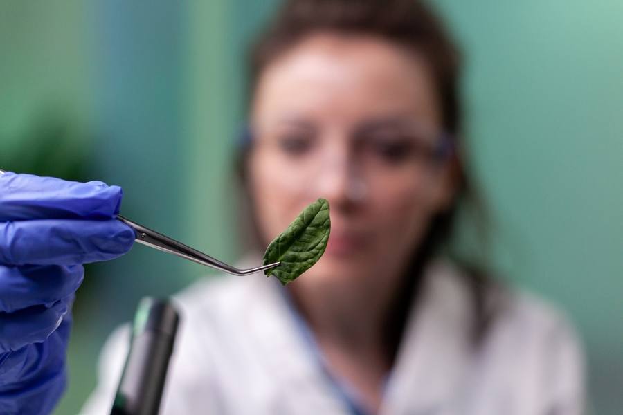 wp-640555283f63d8d2-biochemist-scientist-woman-holding-leaf-sample-analyzing-genetically-modified-or