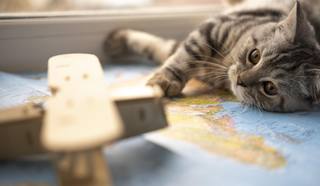 wp-6efe7cc88d455110-blurred-toy-cat-resting-map