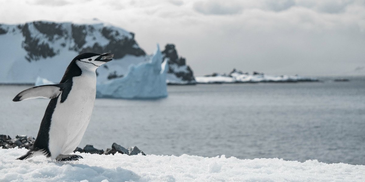 wp-708a59f743bcd90e-penguin-walking-frozen-beach