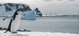 wp-708a59f743bcd90e-penguin-walking-frozen-beach