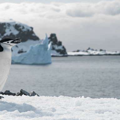 wp-708a59f743bcd90e-penguin-walking-frozen-beach