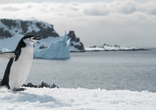wp-708a59f743bcd90e-penguin-walking-frozen-beach
