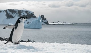 wp-708a59f743bcd90e-penguin-walking-frozen-beach
