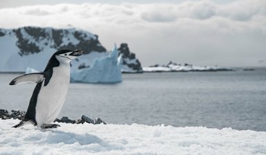 wp-708a59f743bcd90e-penguin-walking-frozen-beach
