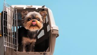 wp-d4910ab0da801882-beautiful-pet-portrait-small-dog-with-cage