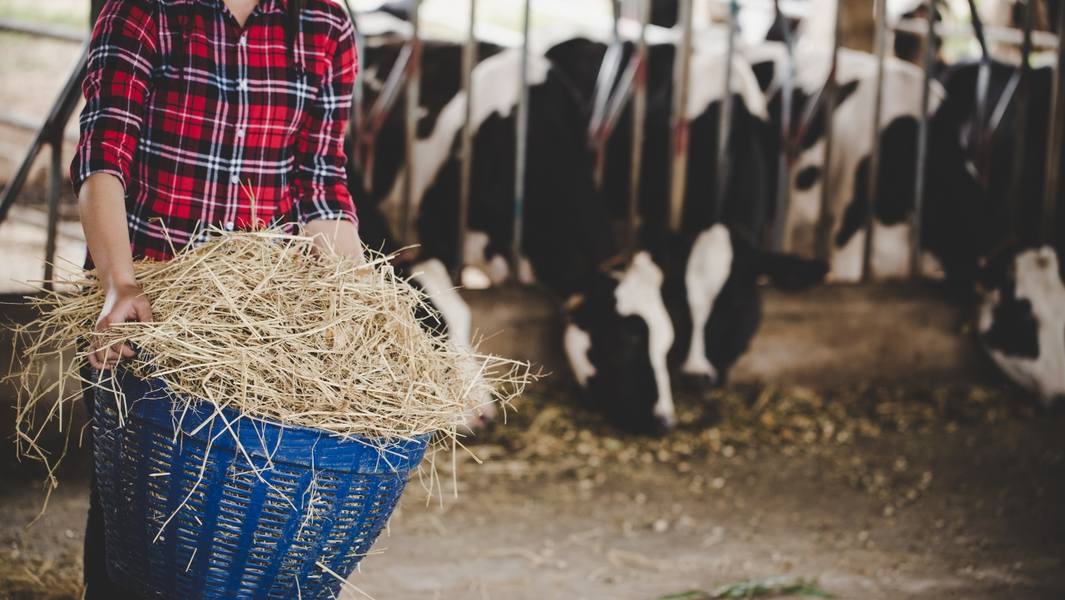 young-woman-working-with-hay-cows-dairy-farm