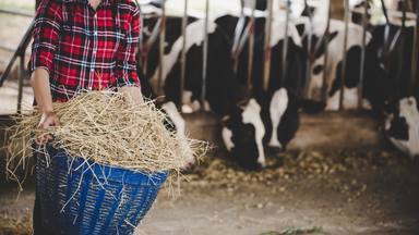 young-woman-working-with-hay-cows-dairy-farm